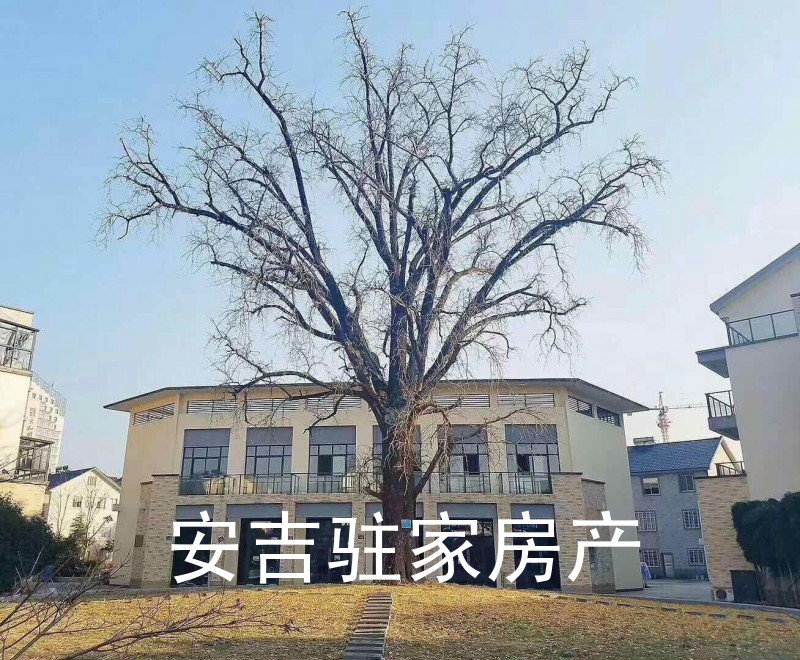 房东急卖君茂人家整栋商铺出售